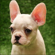 French Bulldog Puppies Now Available.