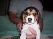 Cute Beagle puppies For  nice and lovely families!!!!!!!!!!!!!!!!!!!!!
