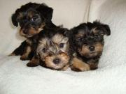Adorable Cute And Lovely TeaCup yorkie Puppies